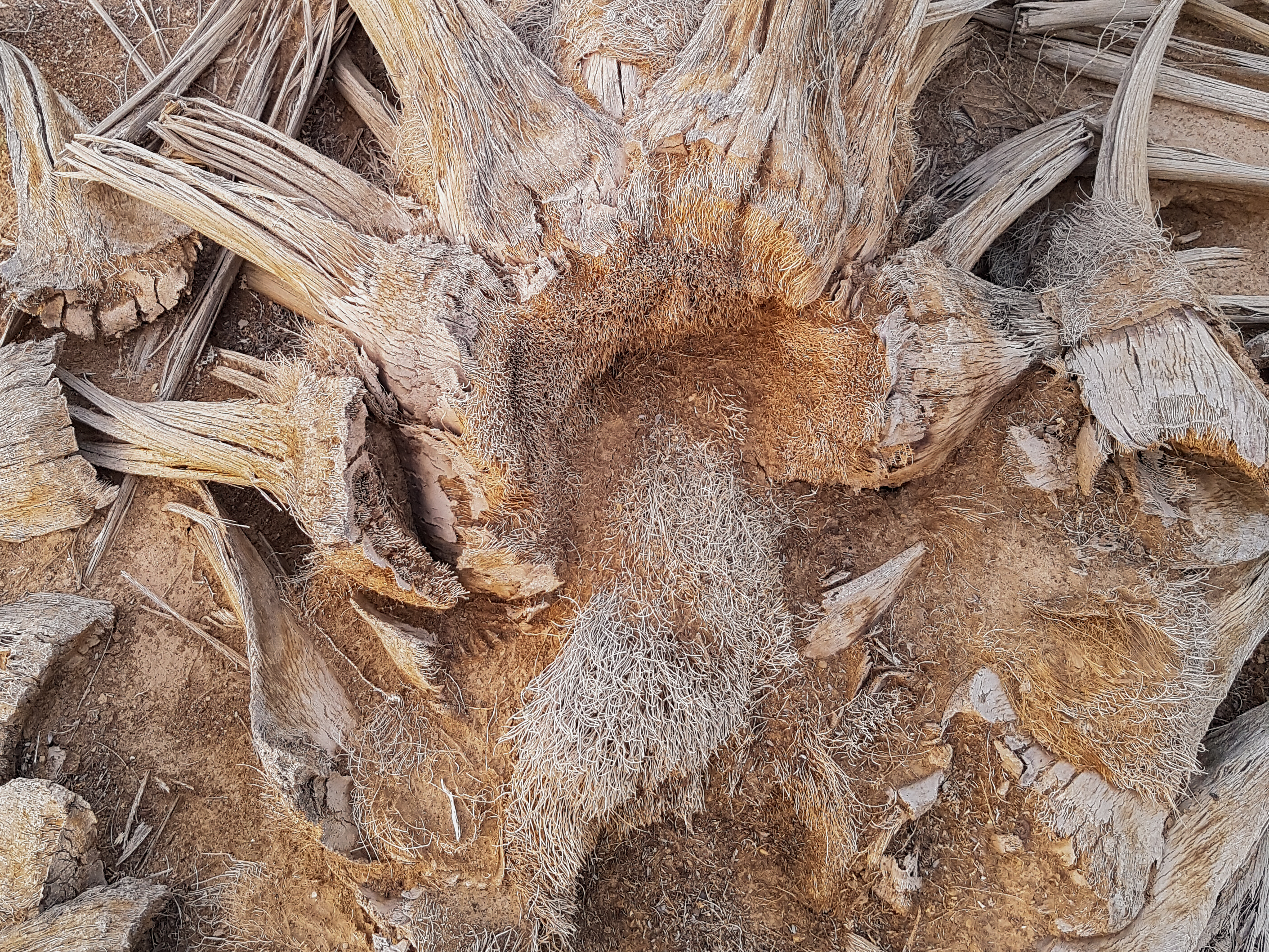 Broken Palm Tree Stem Oman