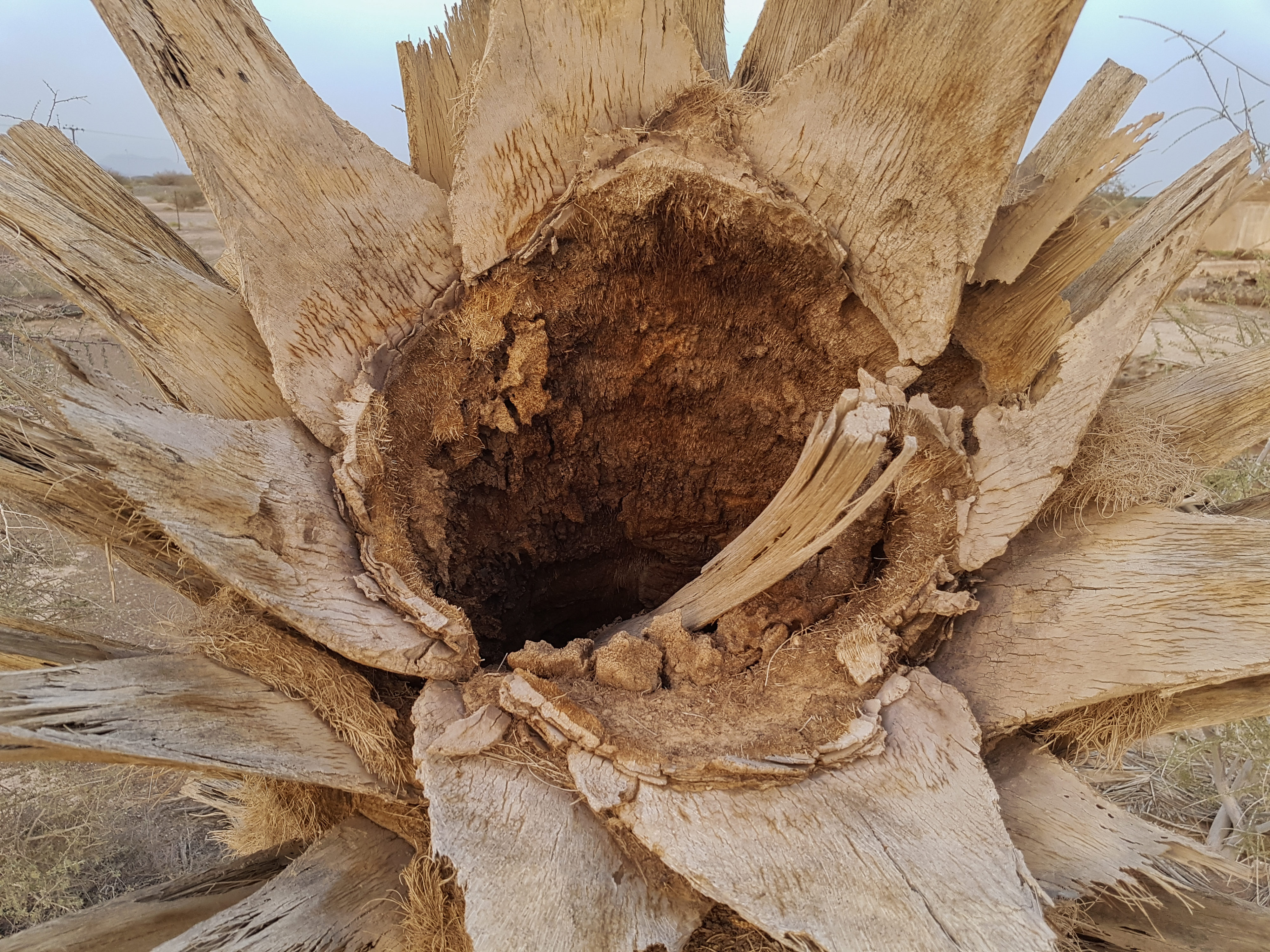 Gaping Palm Tree Stem Oman