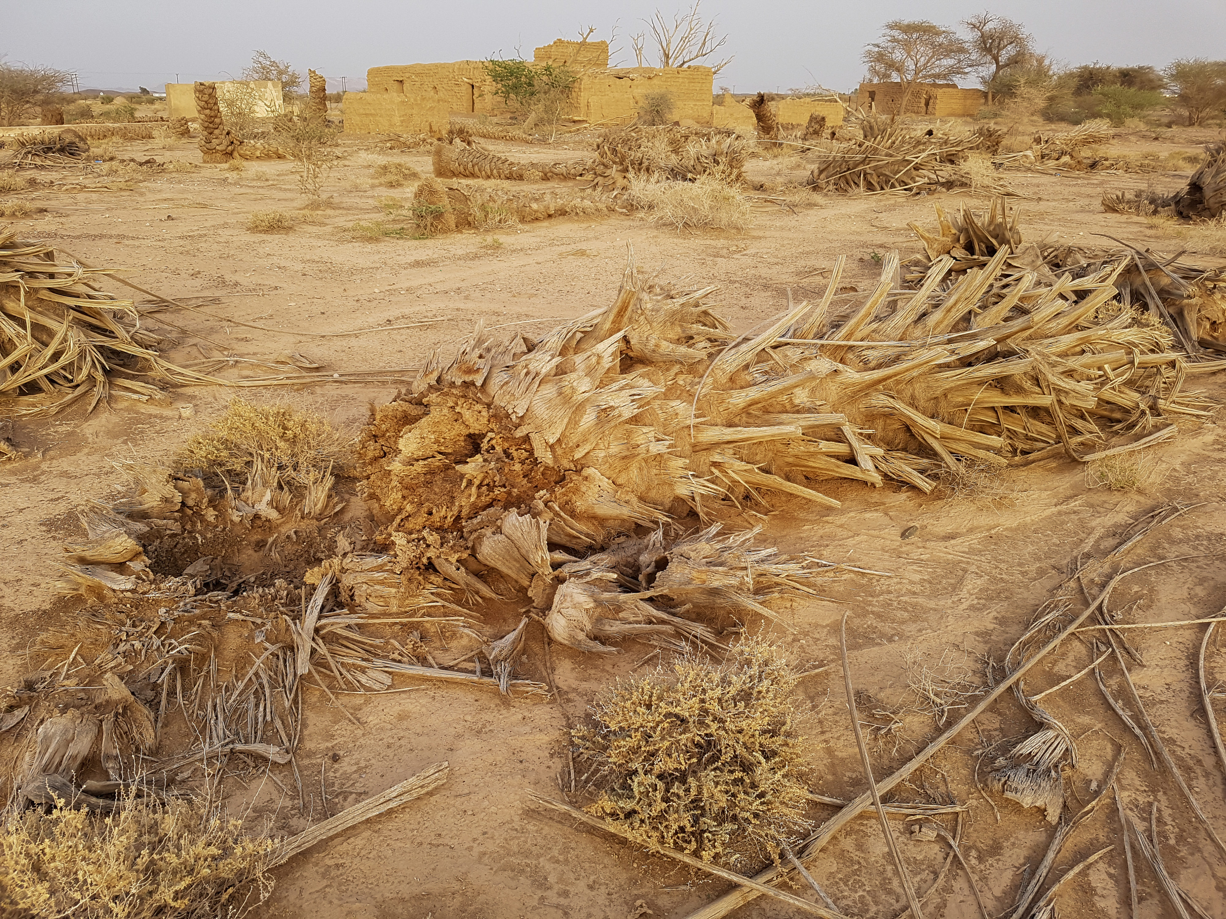 Lost Places Oman Palm Plantation