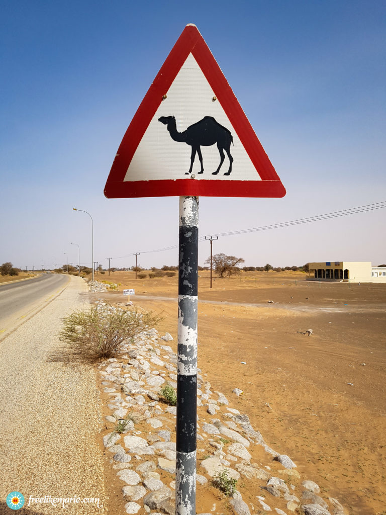 Attention Camels Crossing