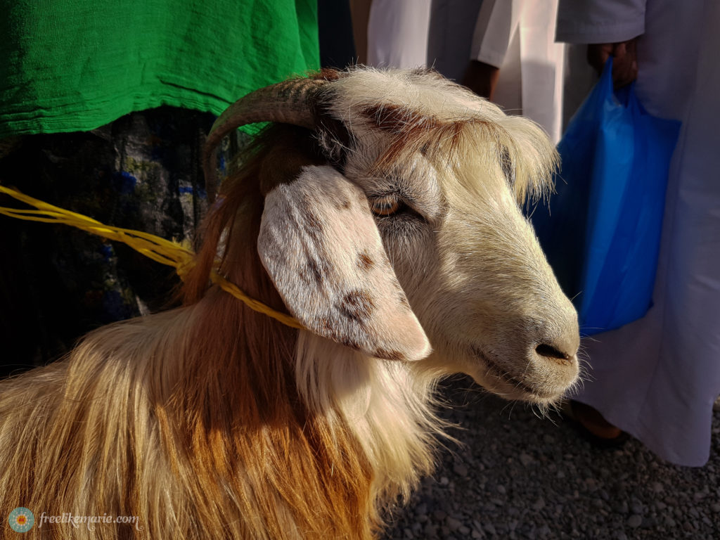 Beautiful Goat in Oman