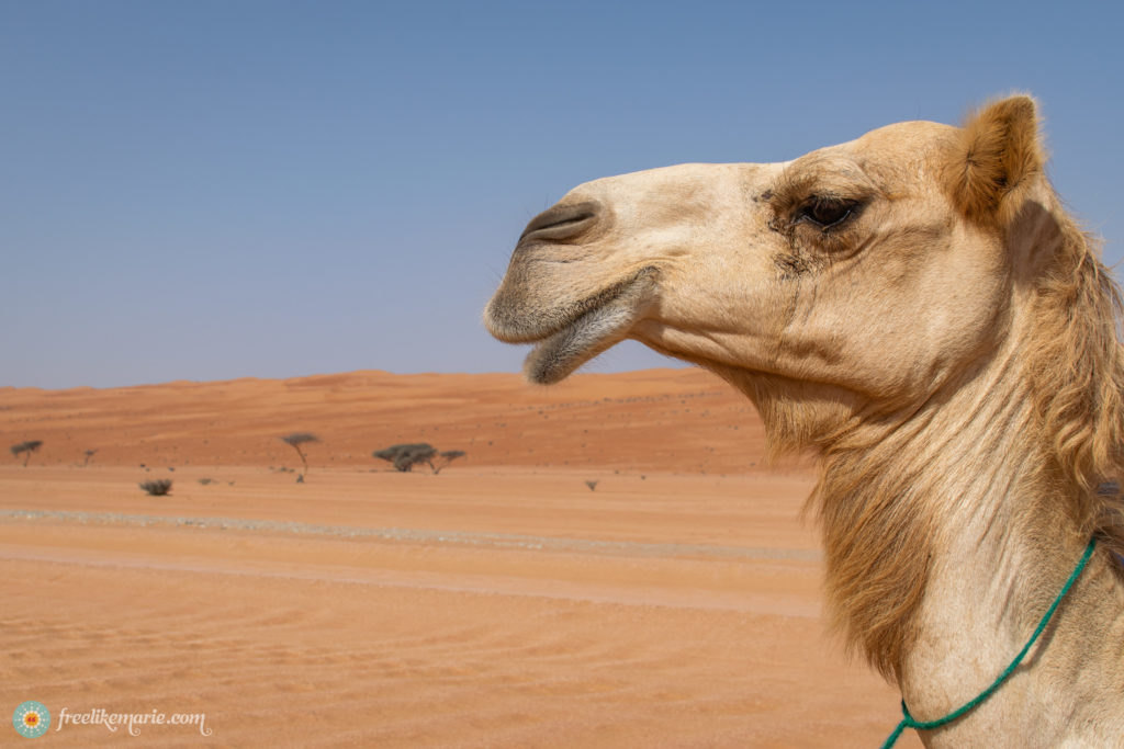 Camel in the Omani Desert