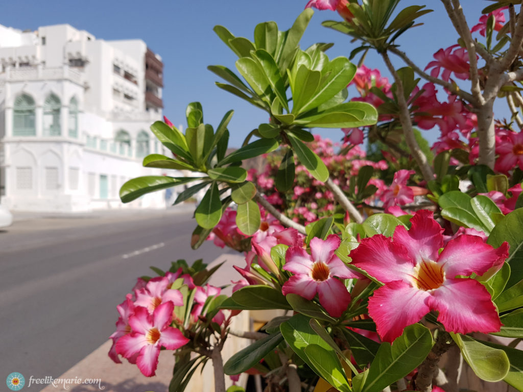 Flowers in Oman