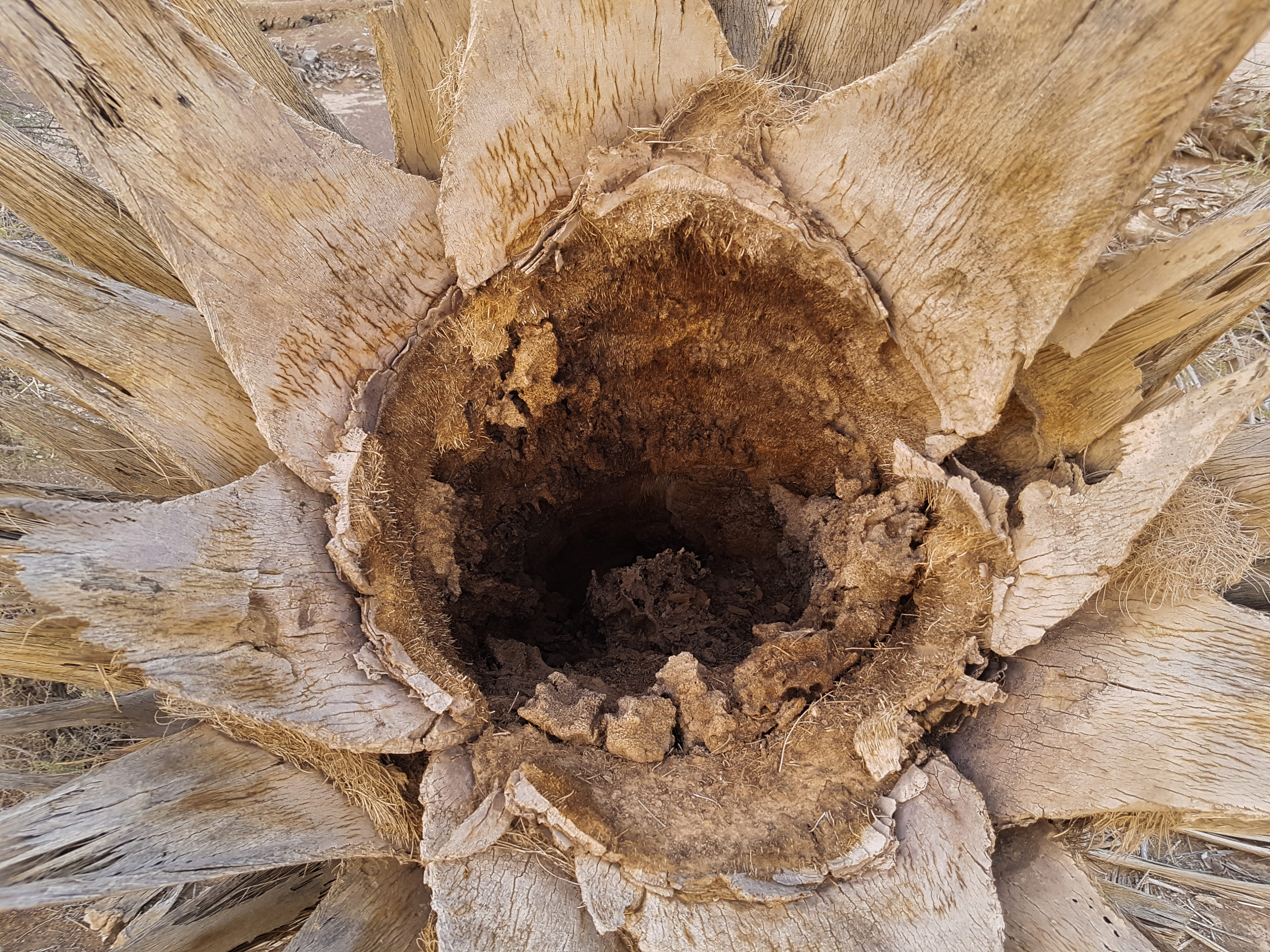 Hole in a Palm Tree Stem Oman