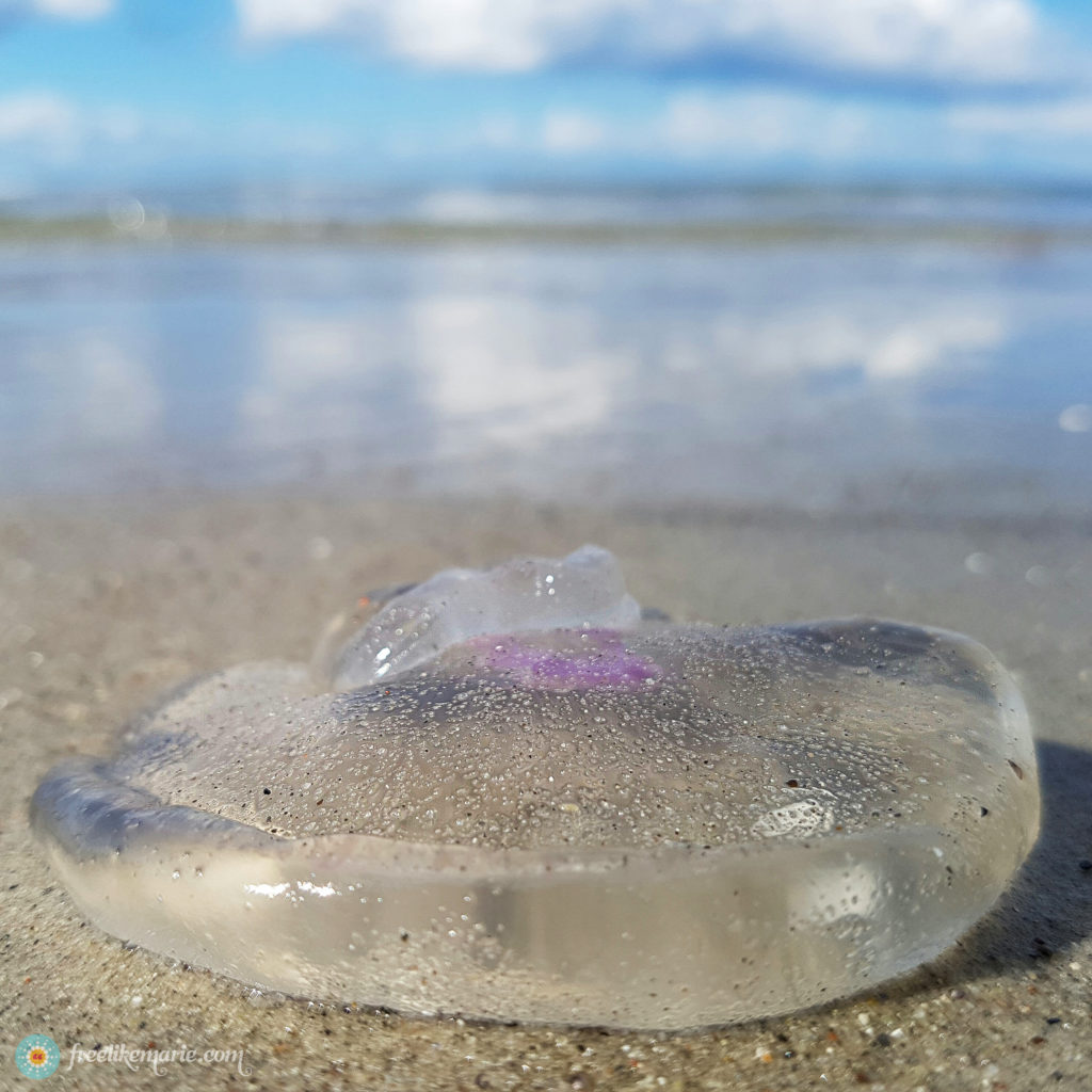 Jellyfish Stranded on the Beach