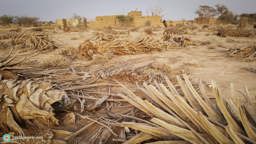 Deserted Palm Tree Plantation Oman