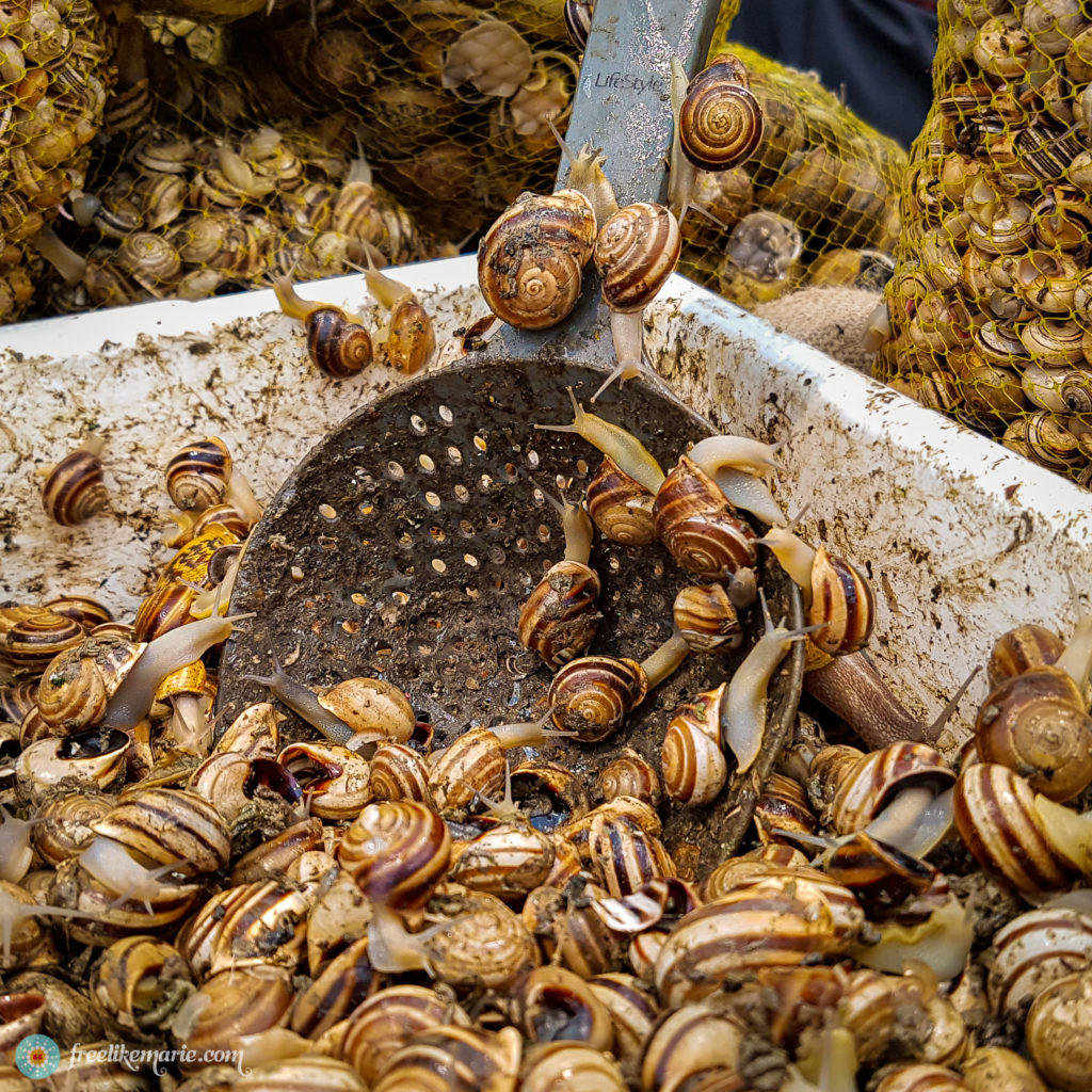 Snails at a Portuguese Market