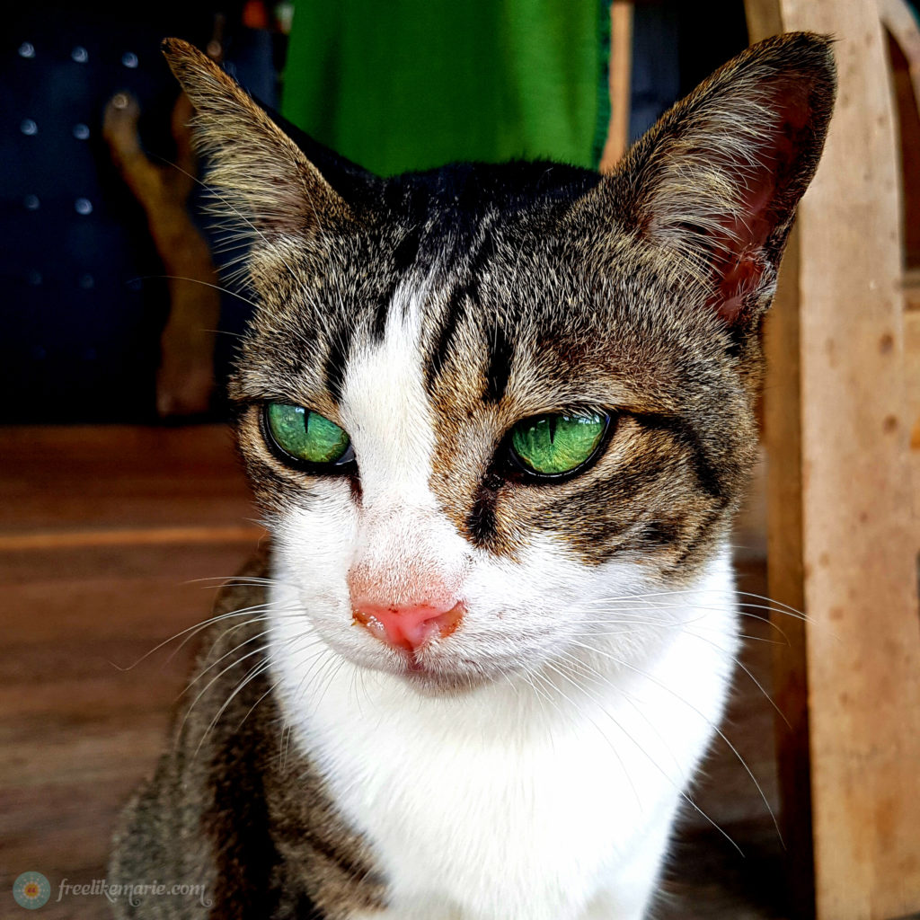 Cat with the Greenest Eyes Ever