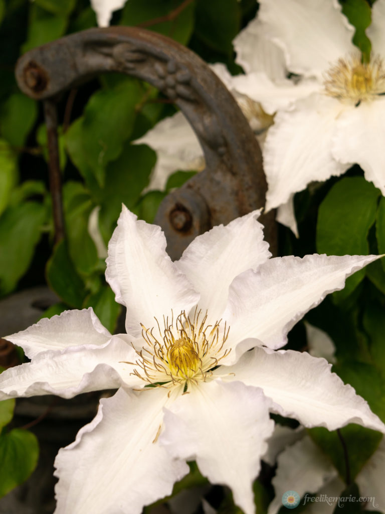 Elegant White Flower