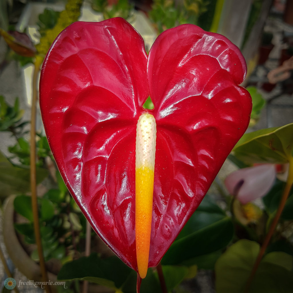 Heart Shaped Flower