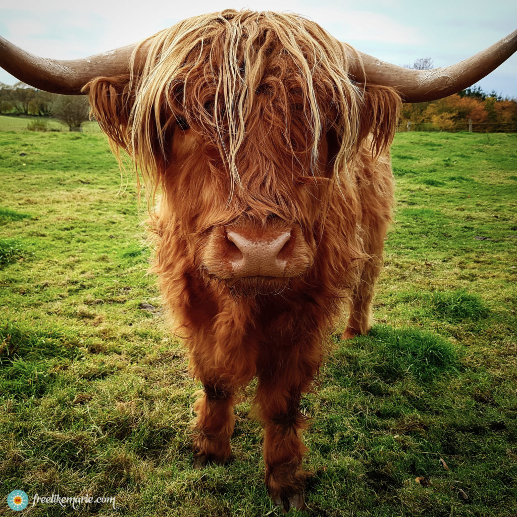 Highland Cattle in Northern Germany