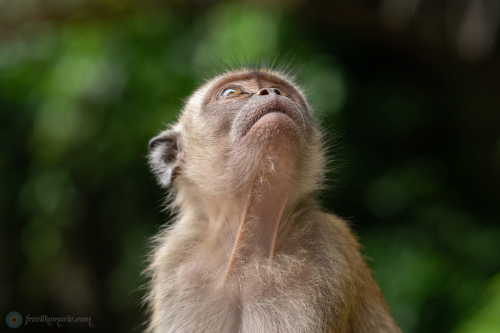 Monkey at Batur Caves Kuala Lumpur Malaysia