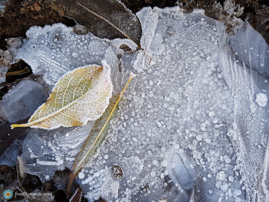 Winter in Germany Frozen Leaf