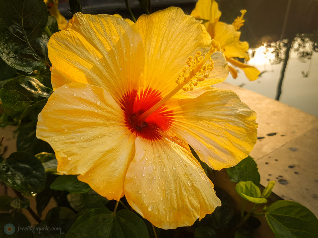 Orange Hibiscus Flower