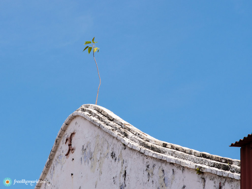 Plant on a Roof