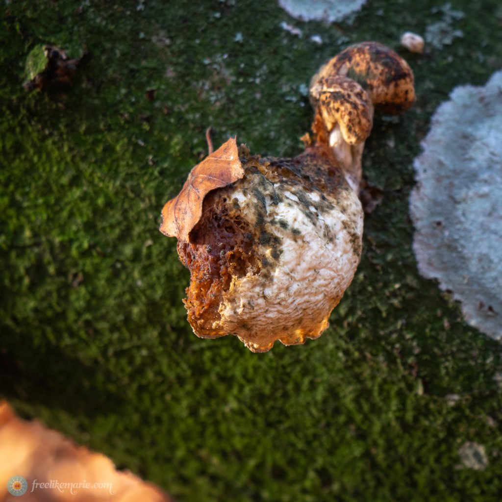 Distorted Fungus