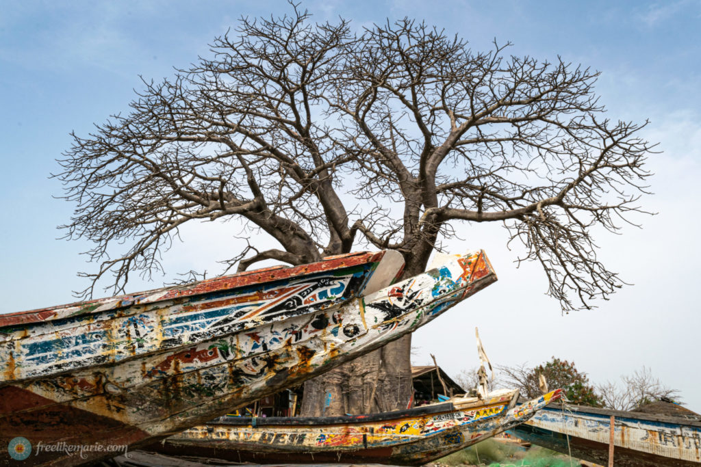 Fishing Boats with Baobab Tree