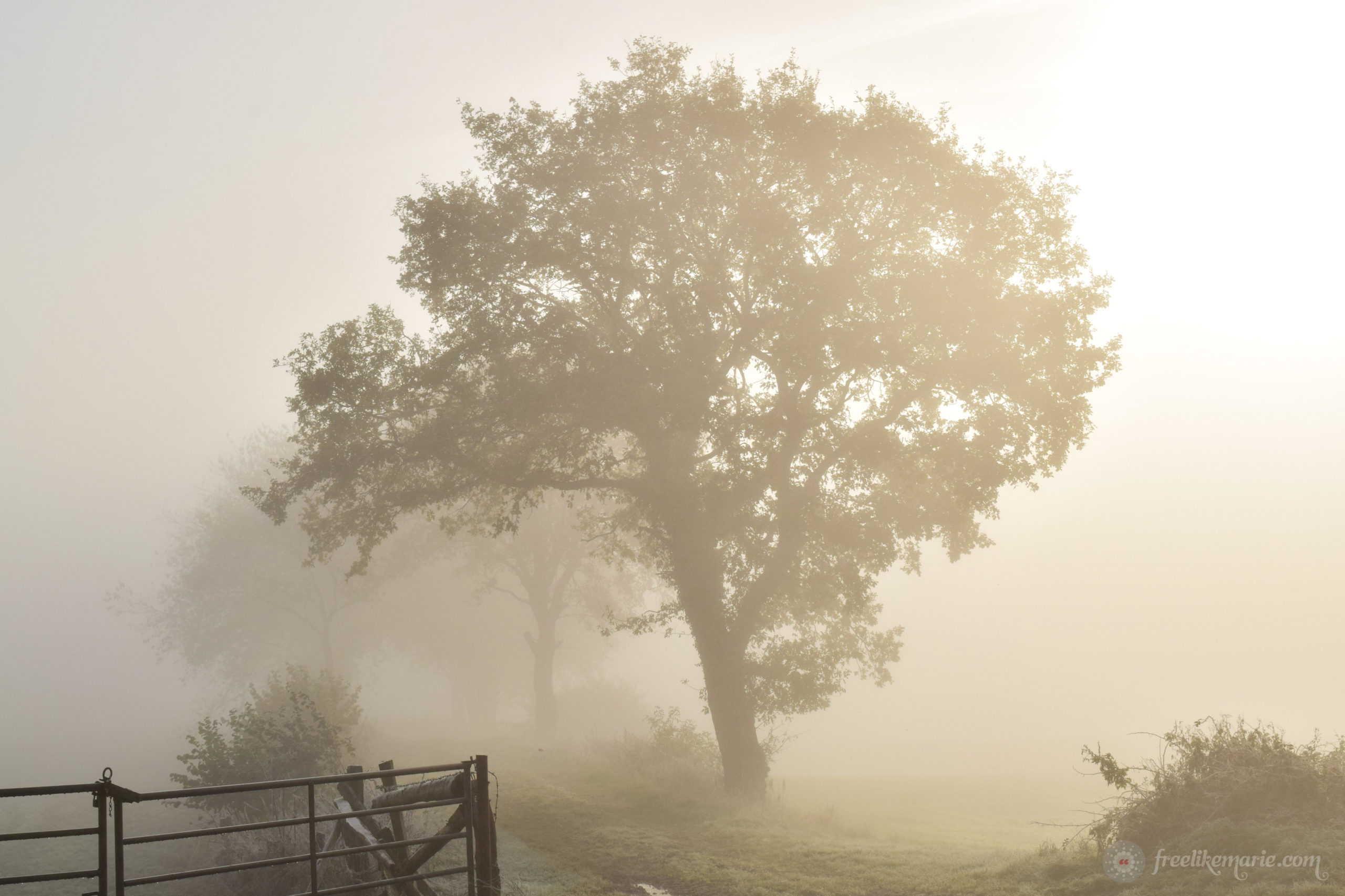 Foggy Morning