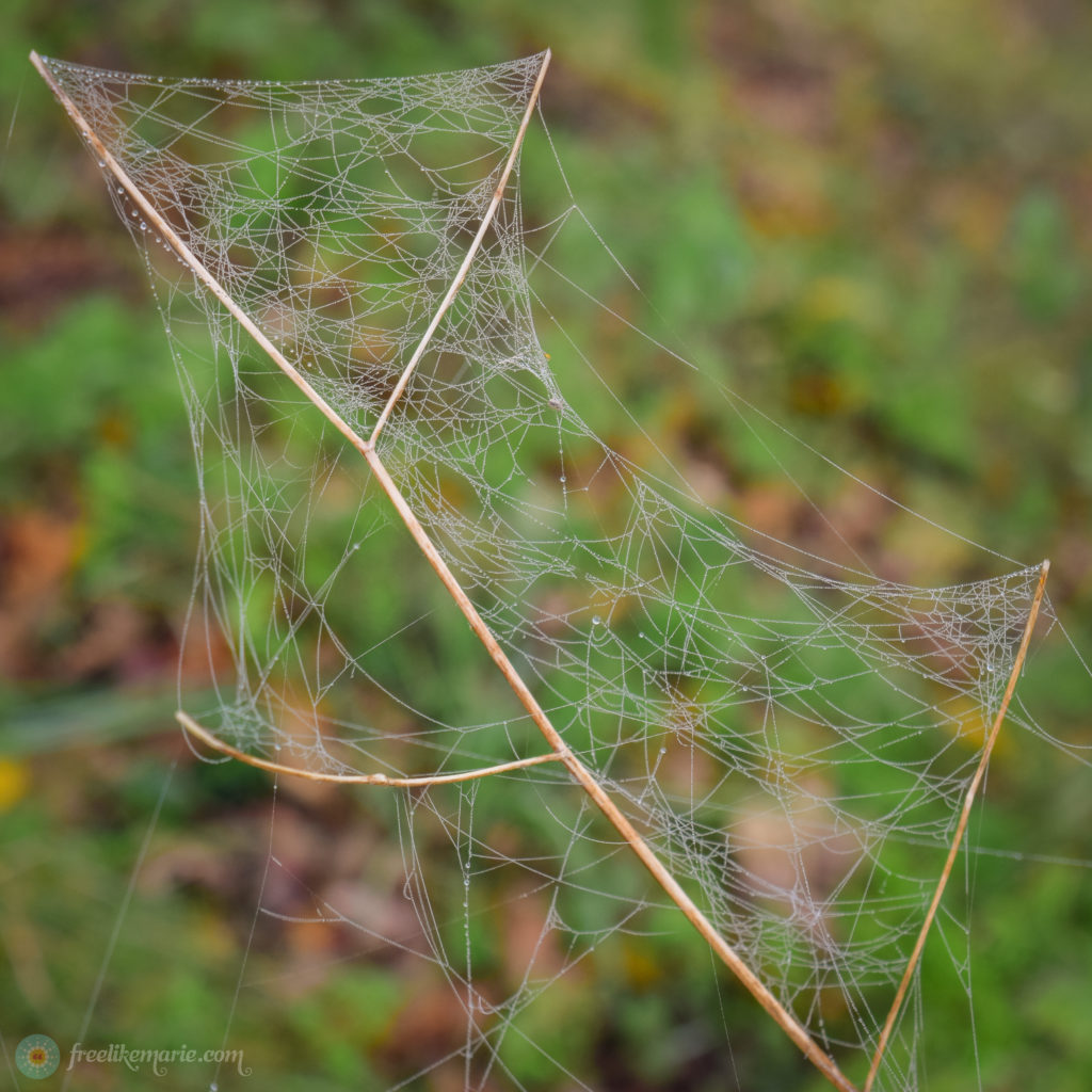 Frozen Spiderweb