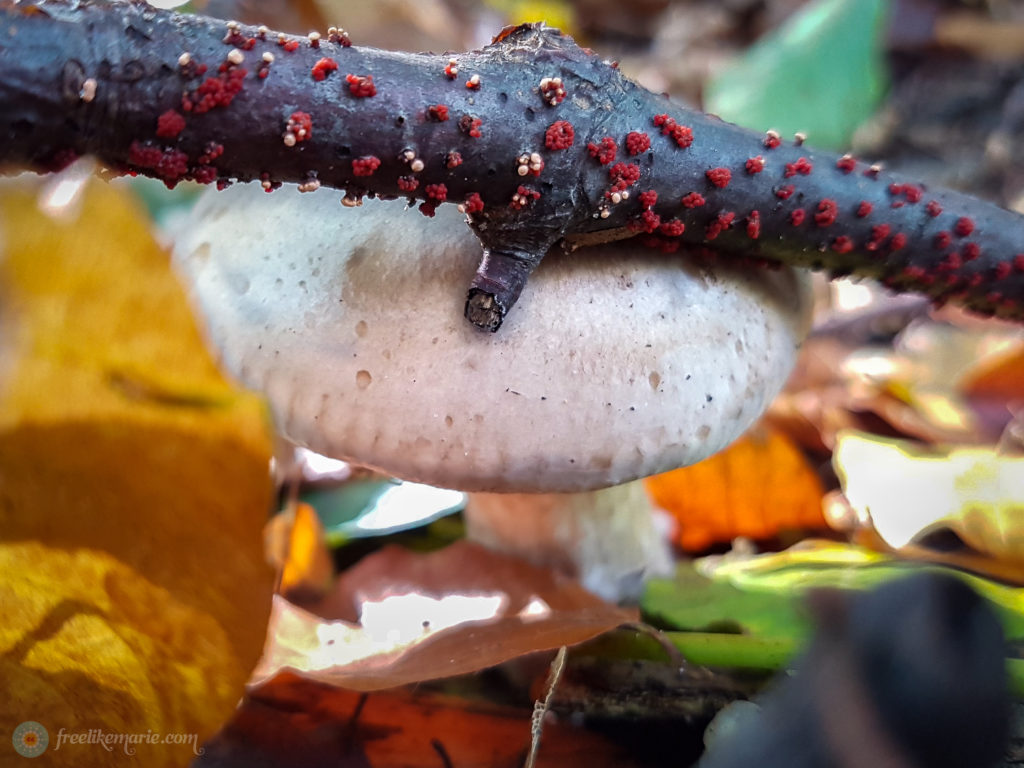 Fungi and Colors