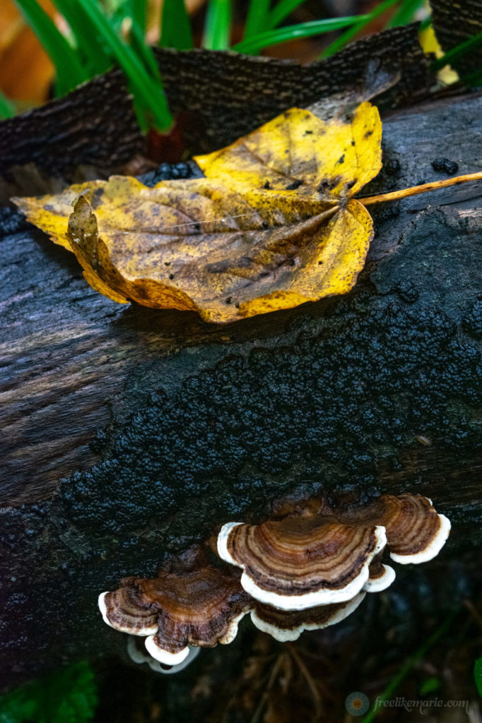 Fungi and a Leaf