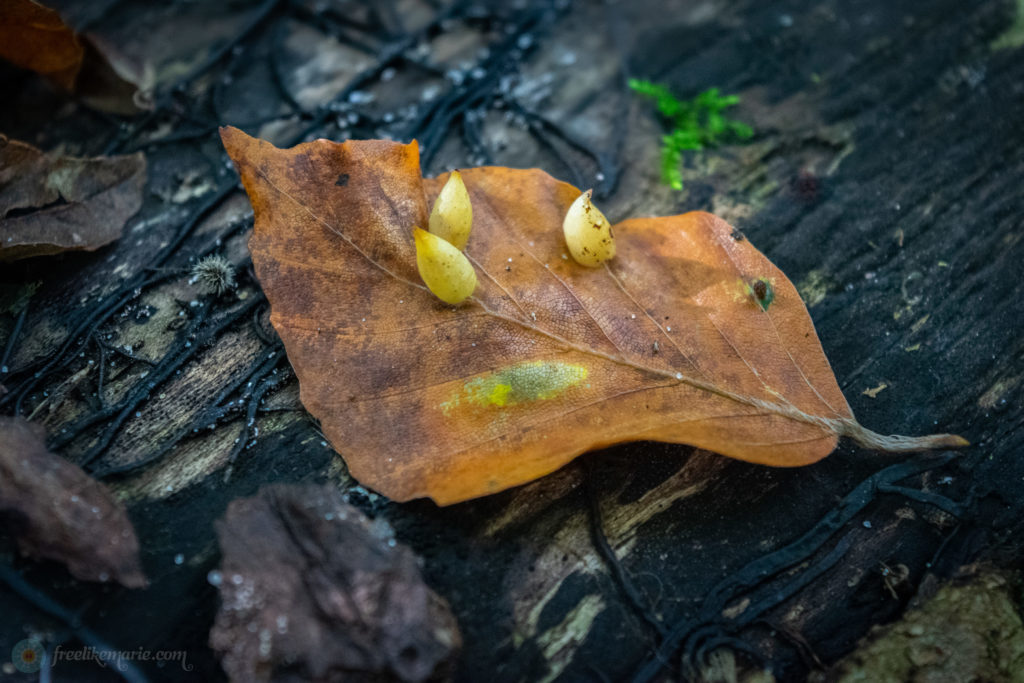 Fungi on a Leaf