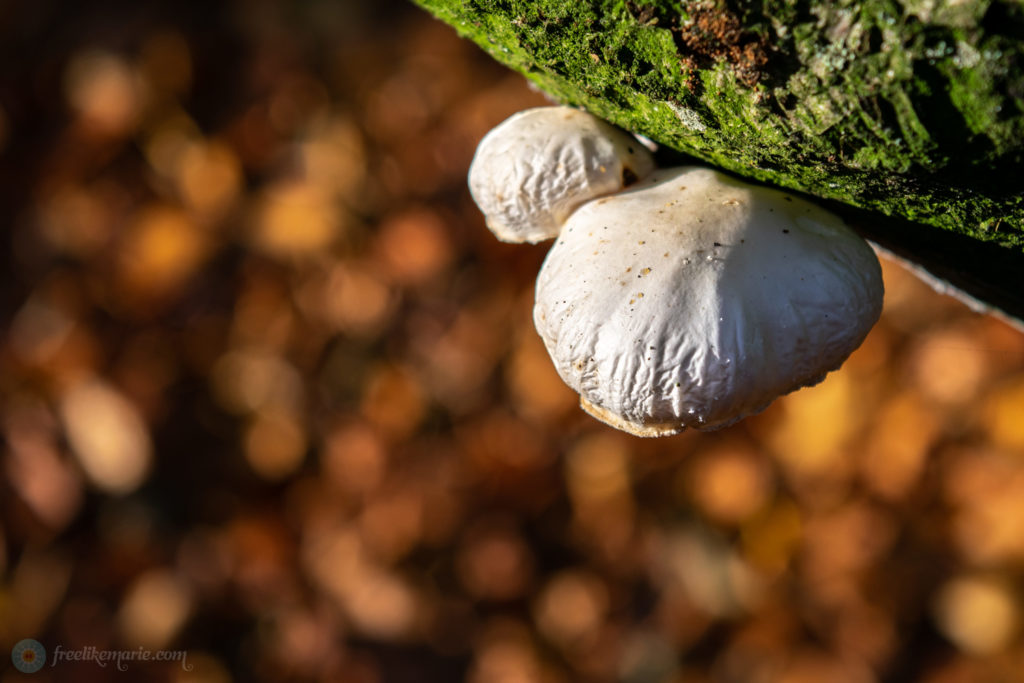 Fungi on a Tree