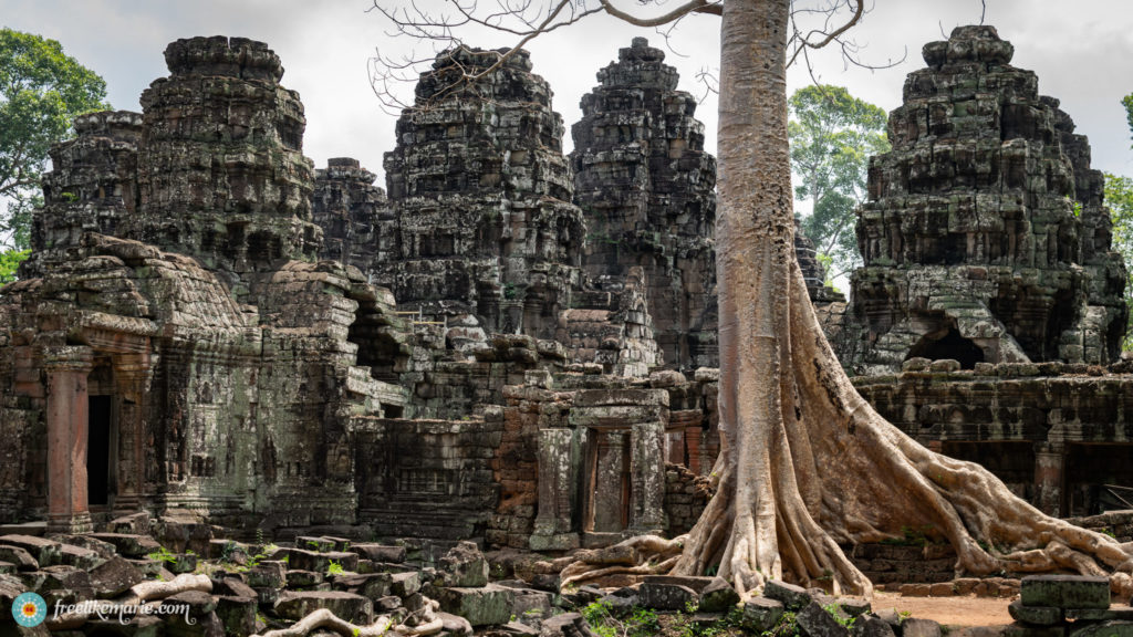 Mighty Tree with Ruins Angkor