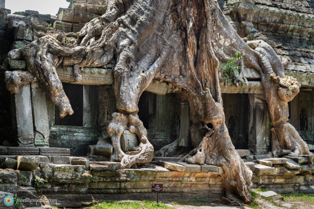 Overgrown Temple Cambodia