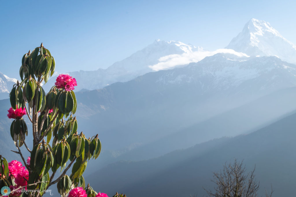Rhododendron in front of the Himalayas