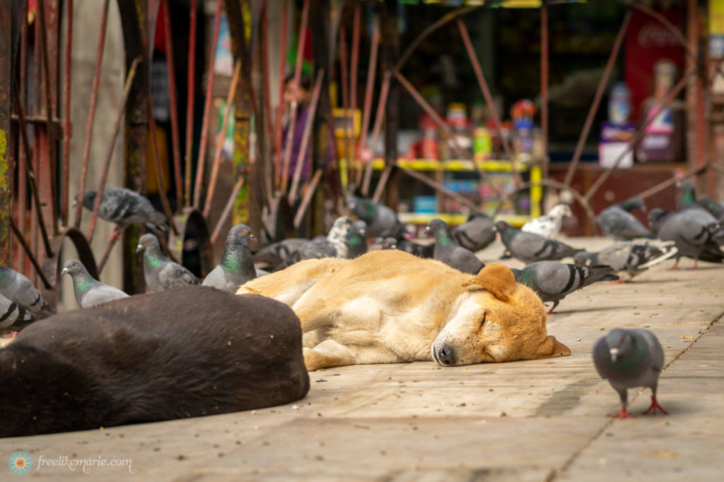 Sleeping Dogs in Kathmandu