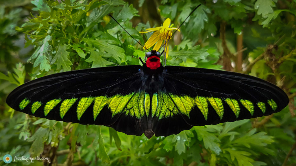 Black Green Butterfly Cameron Highlands Malaysia