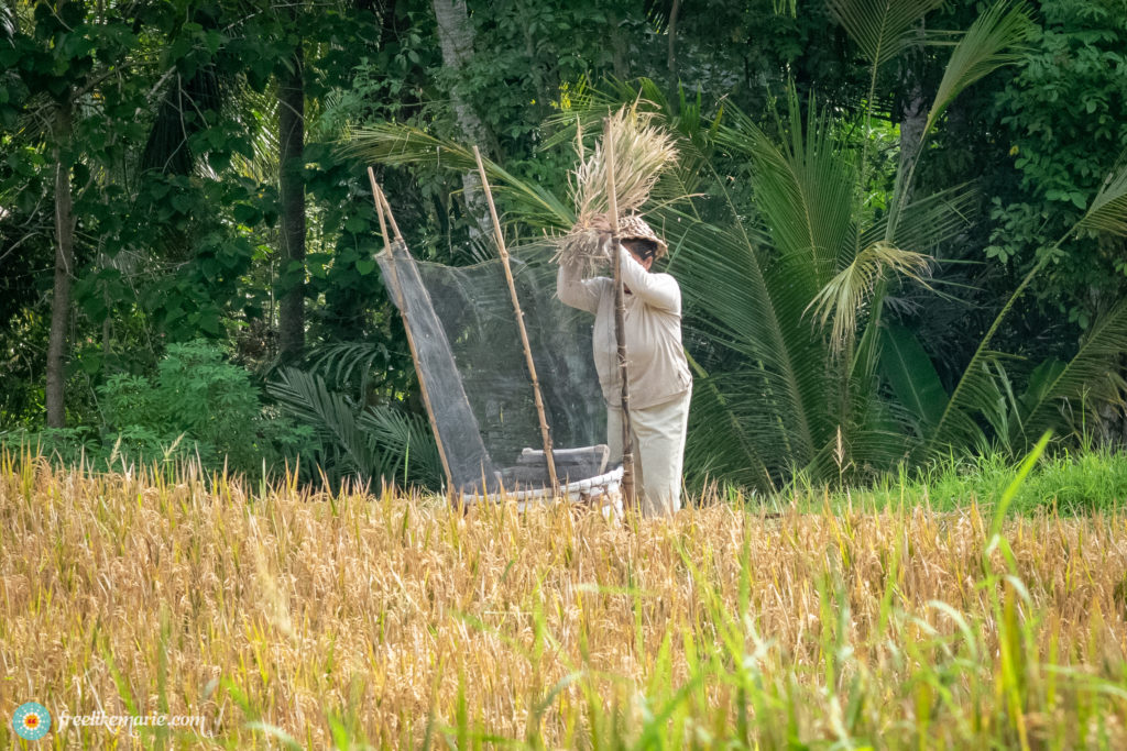 Harvesting Rice in Bali