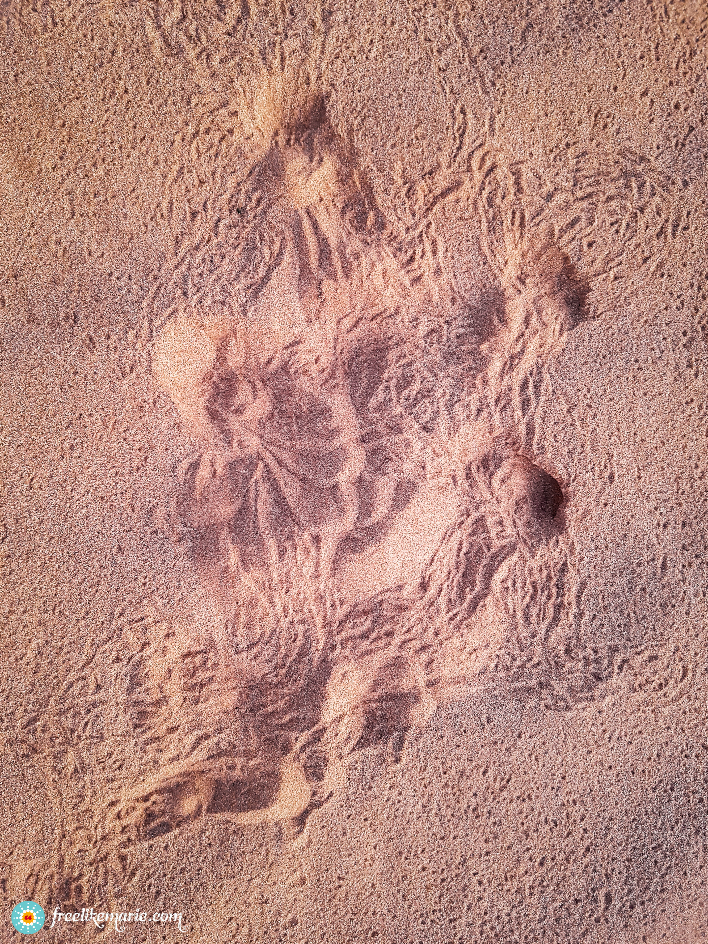 Animal Traces in the Sand