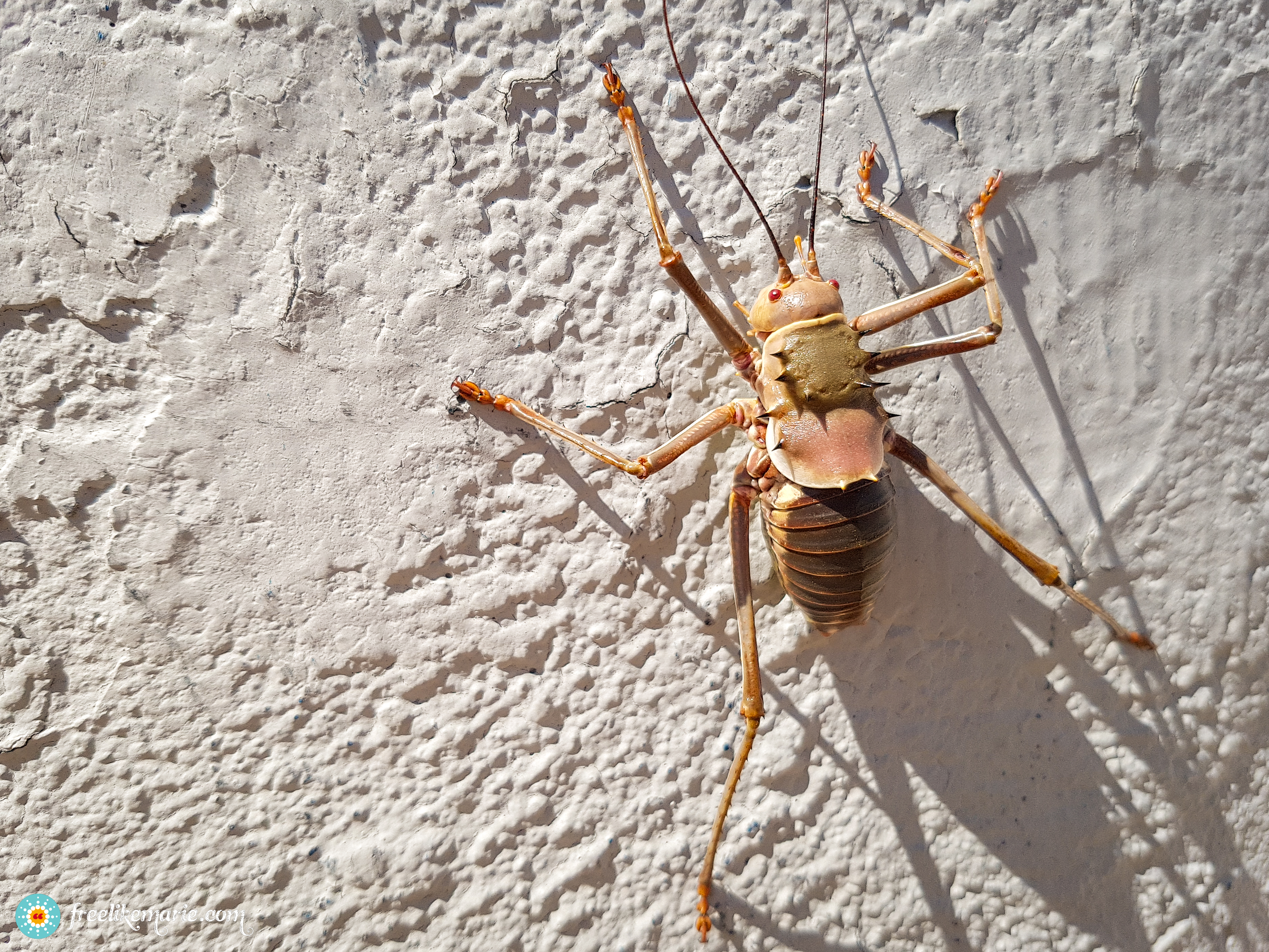 Armored Cricket