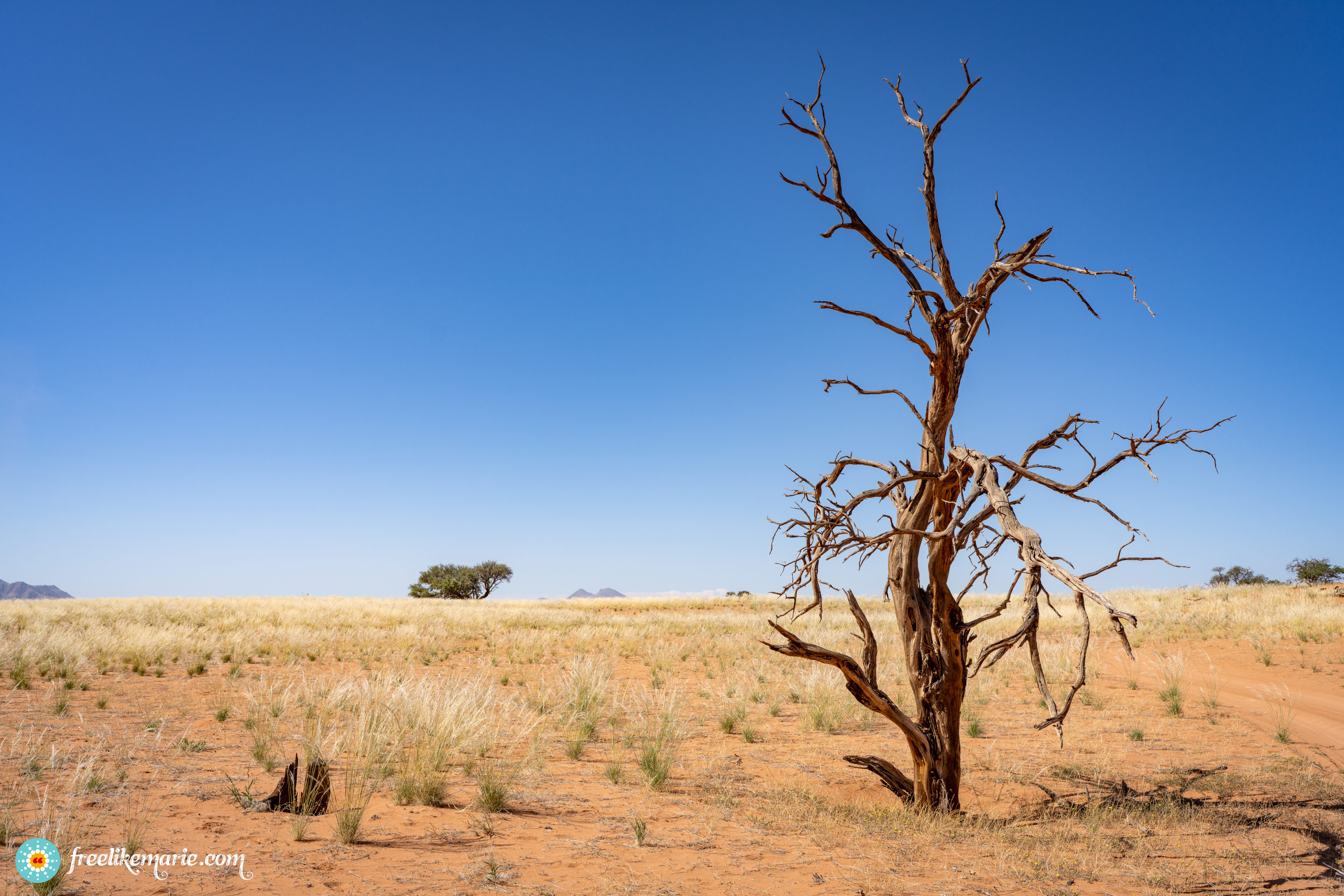 Barren Tree