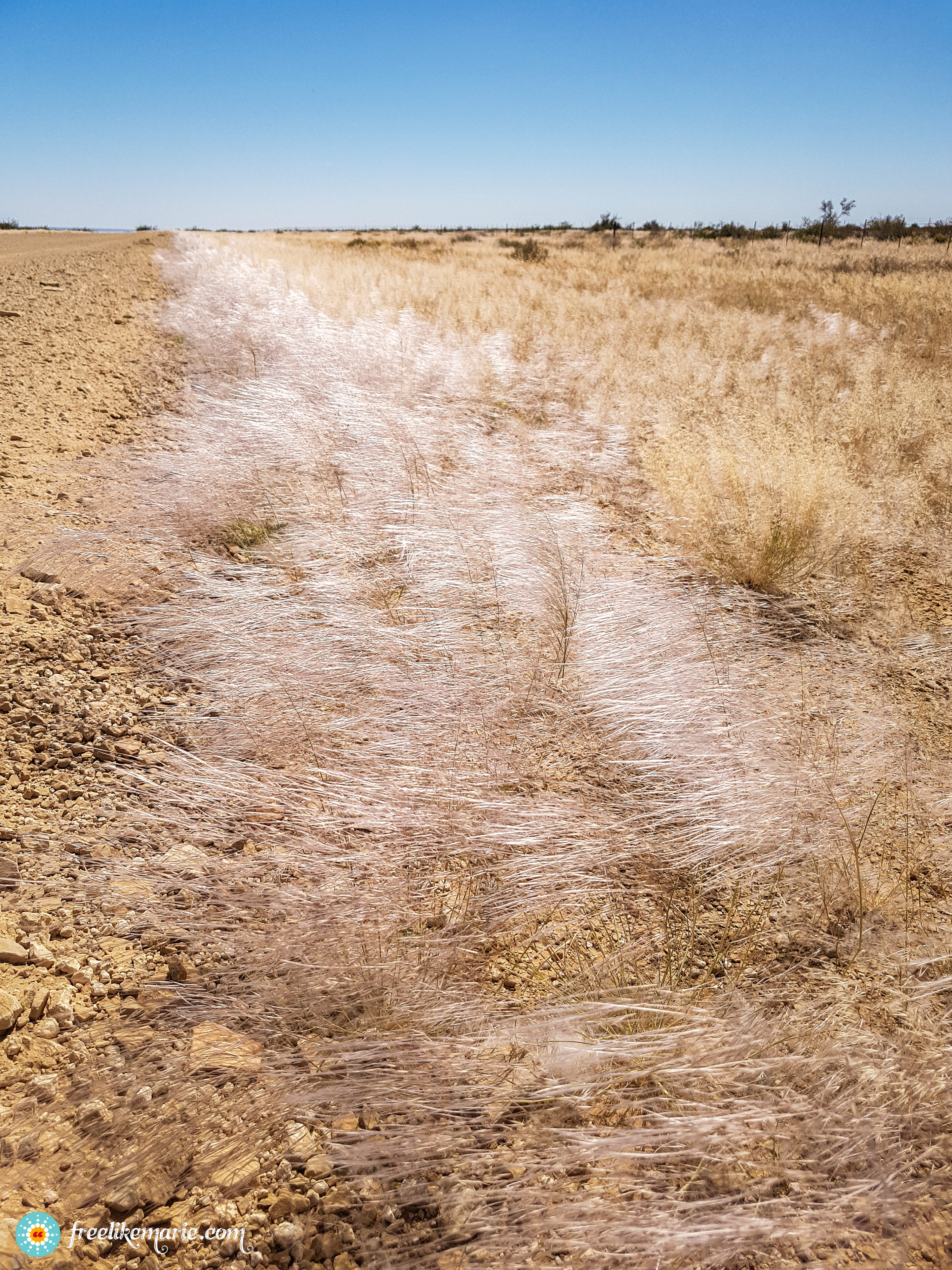 Grass after Rainy Season in Namibia