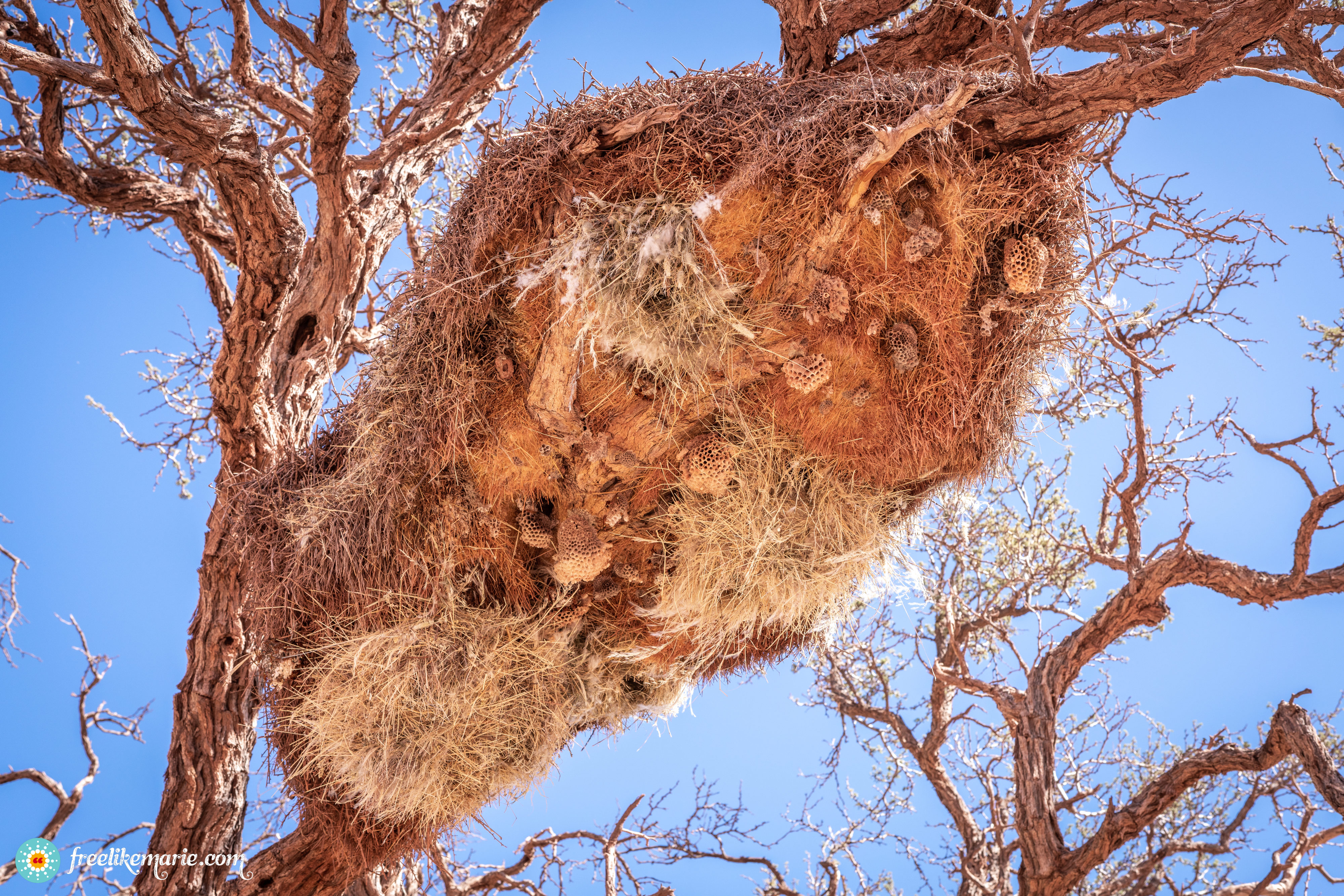 Huge Weaver Bird Nest