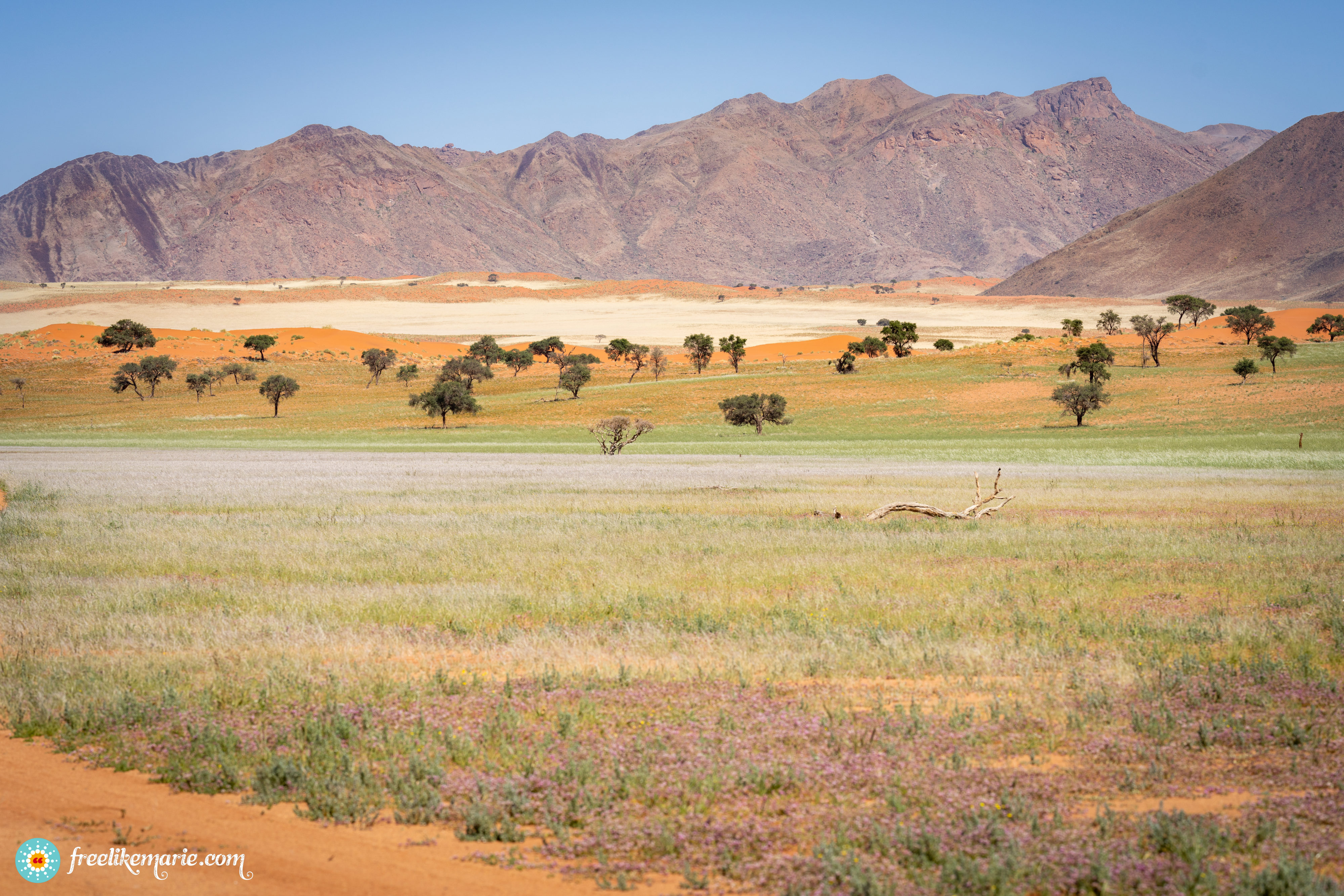 Landscape with Pink Desert Flower