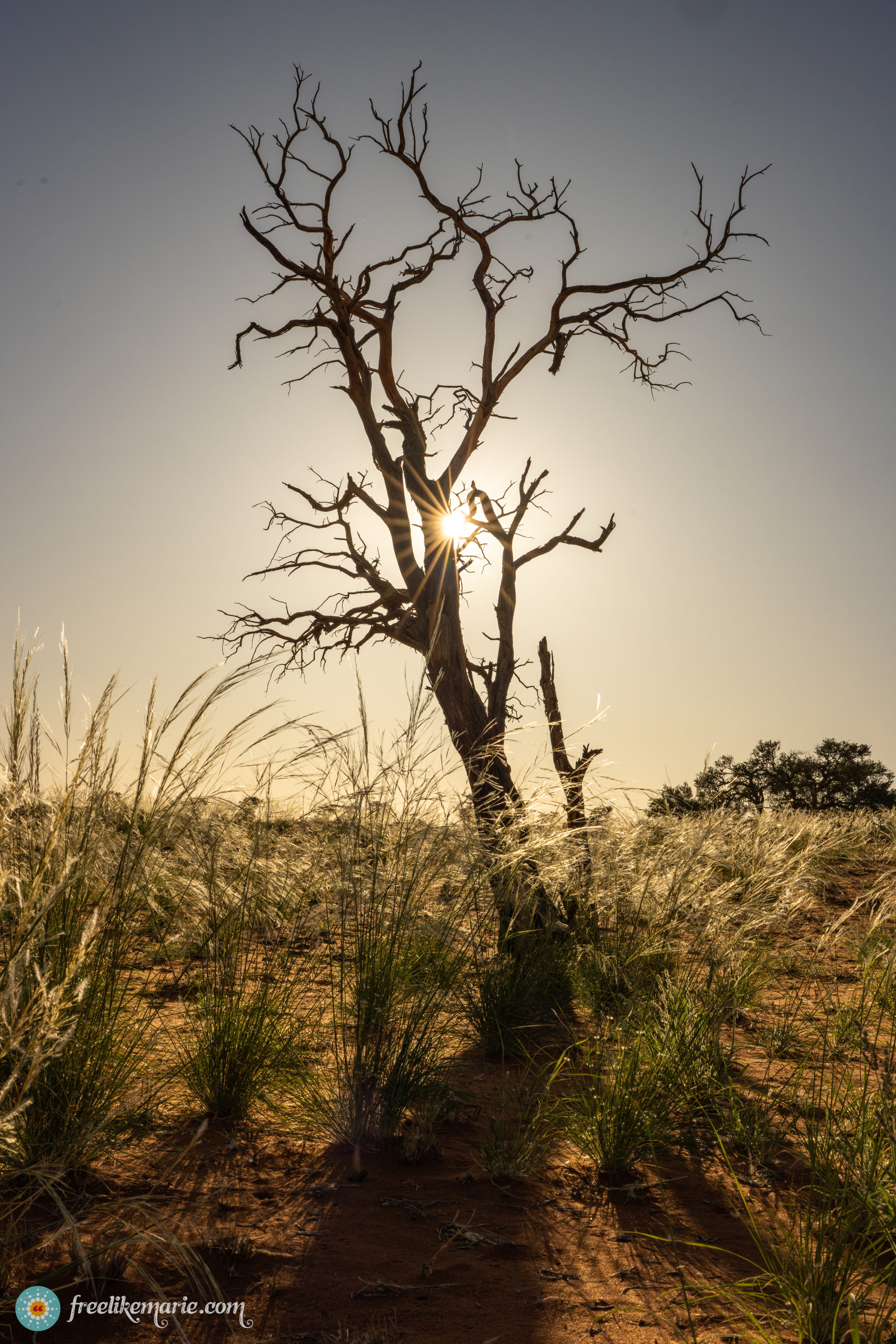 Lonely Tree