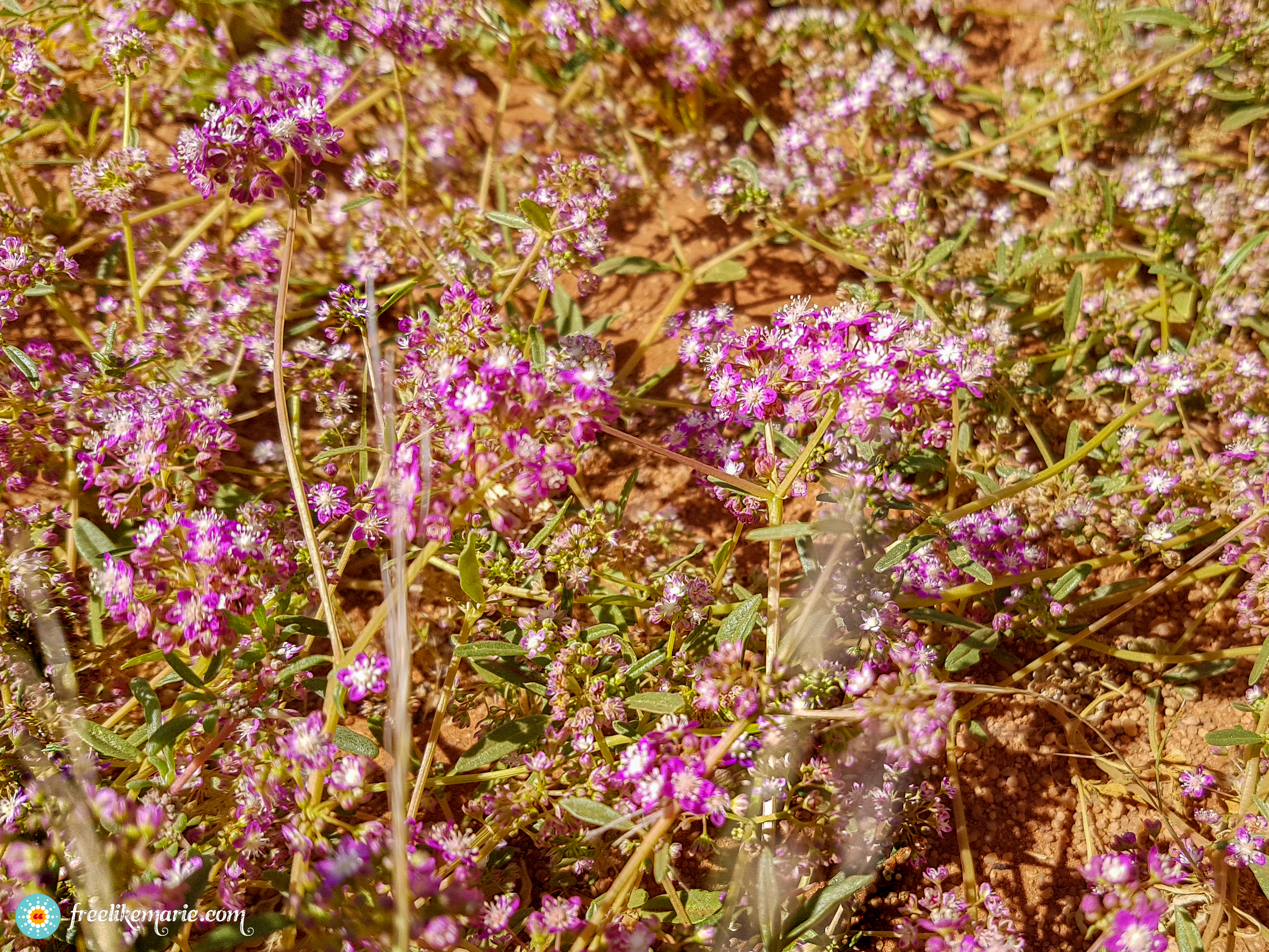 Plant in the Deadvlei Desert