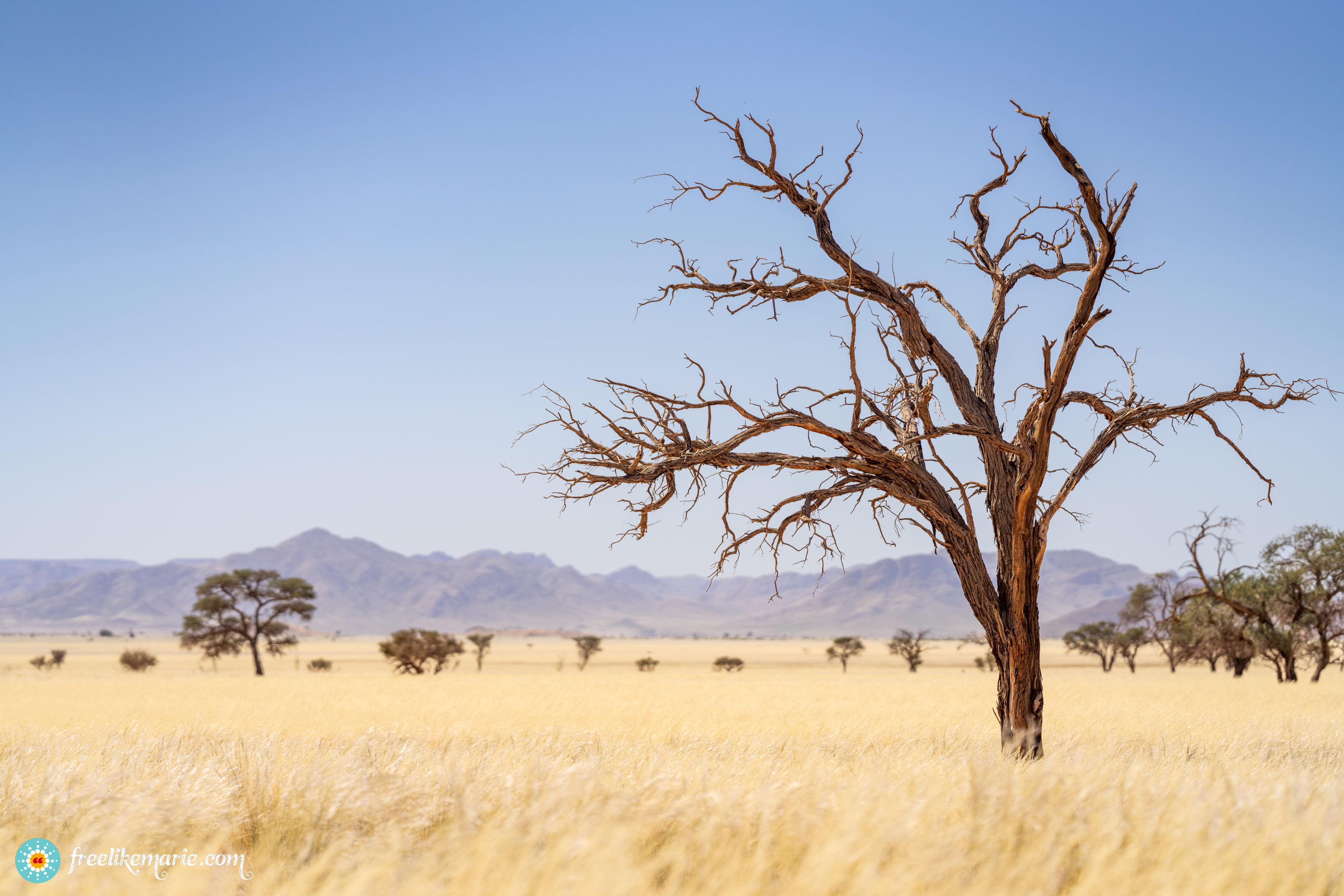 Tree and Grass in NamibRand