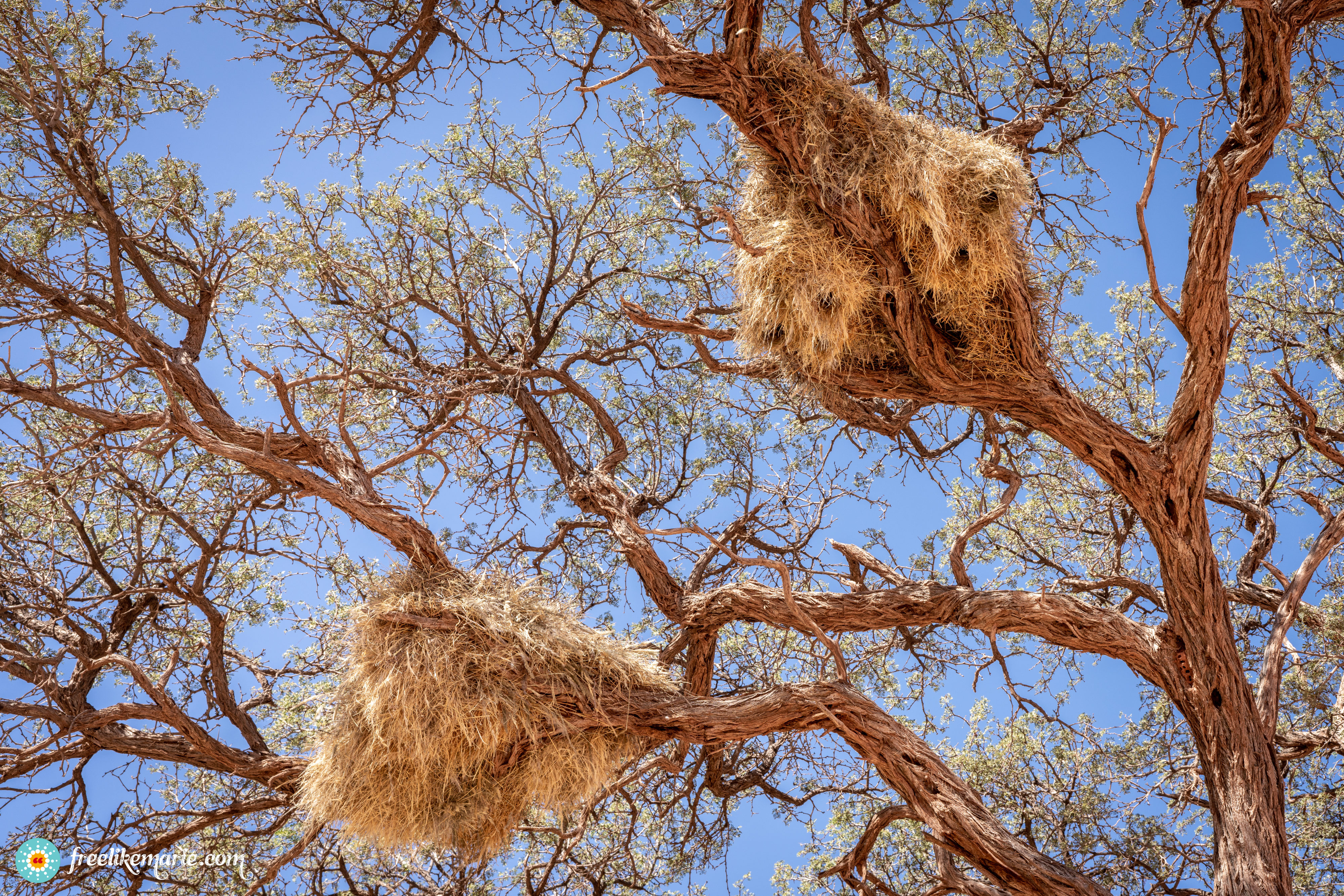 Tree with Weaver Bird Nests