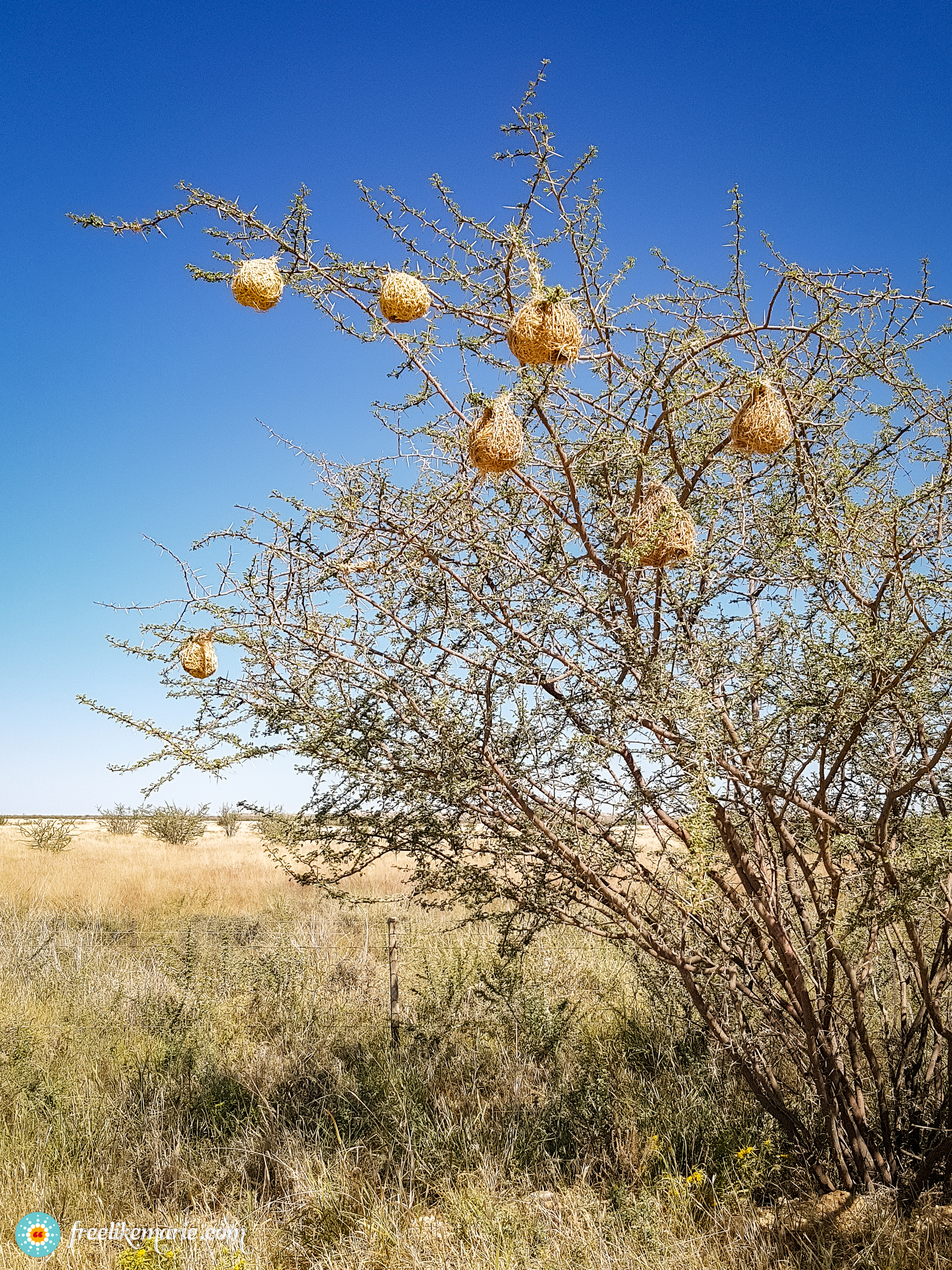 Weaver Bird Nests